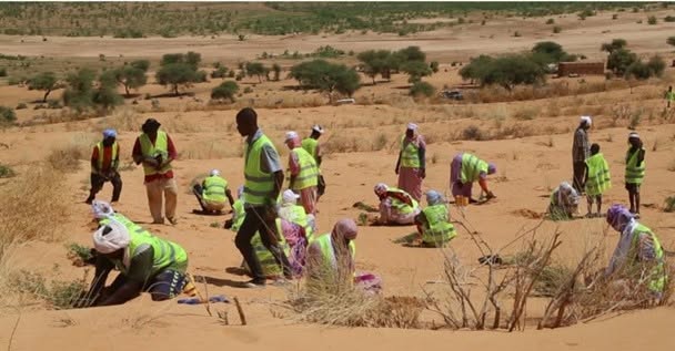 Au Mali, près de 90% des ménages dépendent du bois de chauffe et du…